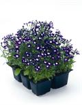 edging lobelia ، لوبلیا لبه ، Trailing Lobelia ، گل شنجرفی
